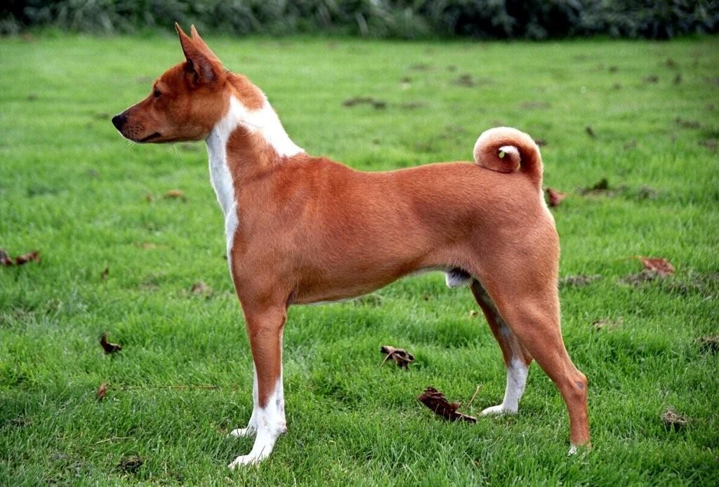 Басенджи собака. описание, особенности, уход и цена породы басенджи