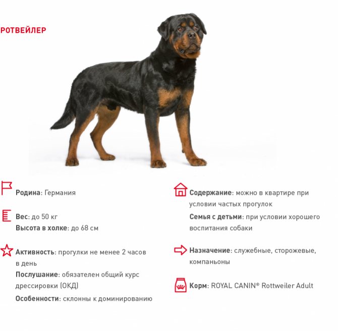 Венгерский кувас — собака не для квартиры