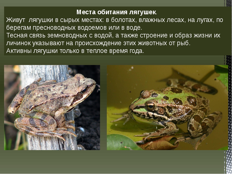 Жаба гостроморда, або жаба болотяна | світ тварин і рослин