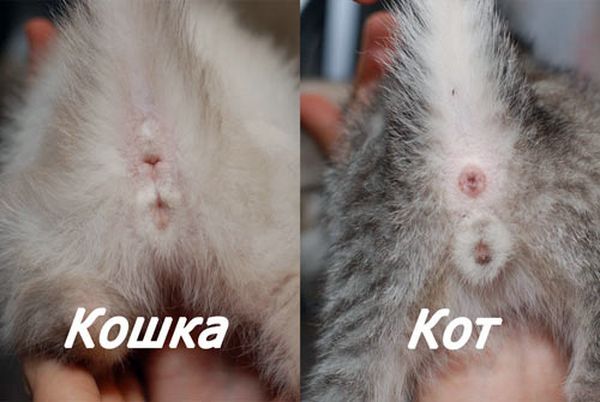 ᐉ как отличить породистого котенка от обычного - zoovet24.ru
