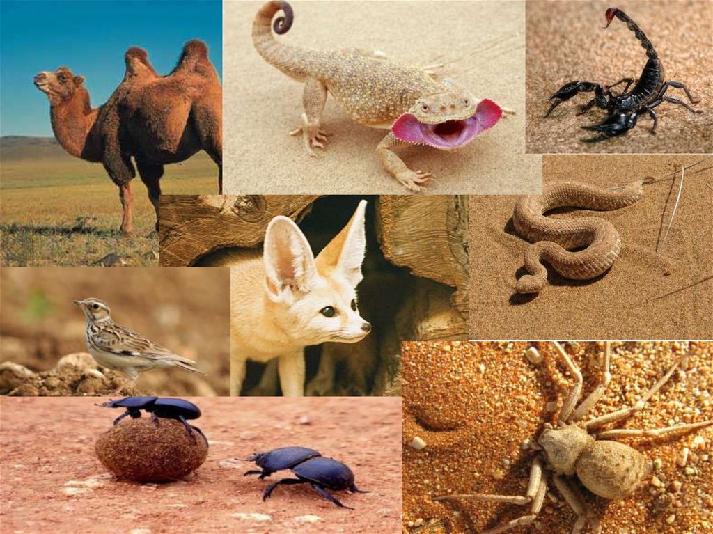 Какие животные живут в пустыне на территории россии