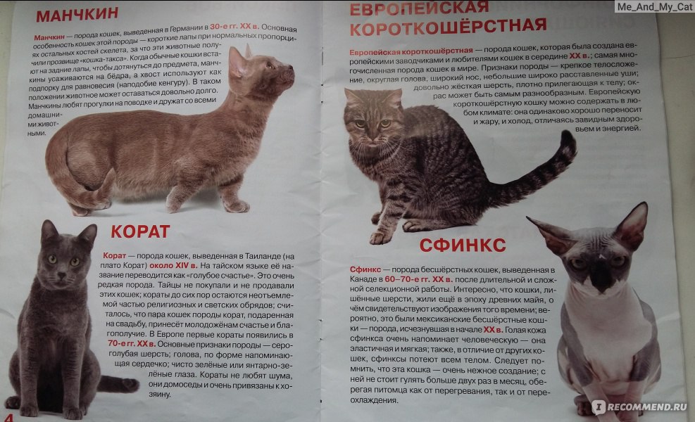 Абиссинская кошка: 120 фото породы, описание, окрас, цена котенка, содержание дома, особенности породы