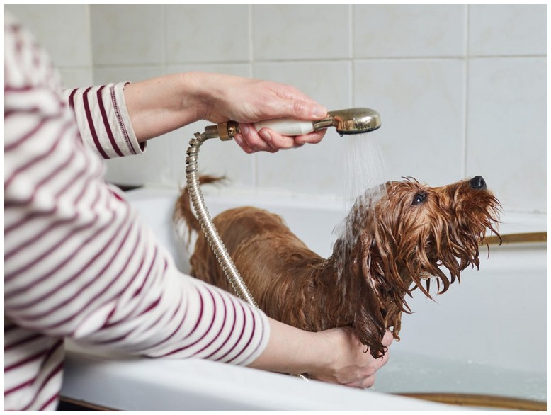 В каком возрасте можно первый раз мыть щенка: после прививок, без них