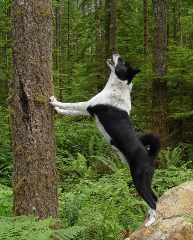 Карельская медвежья собака: описание и характеристика породы