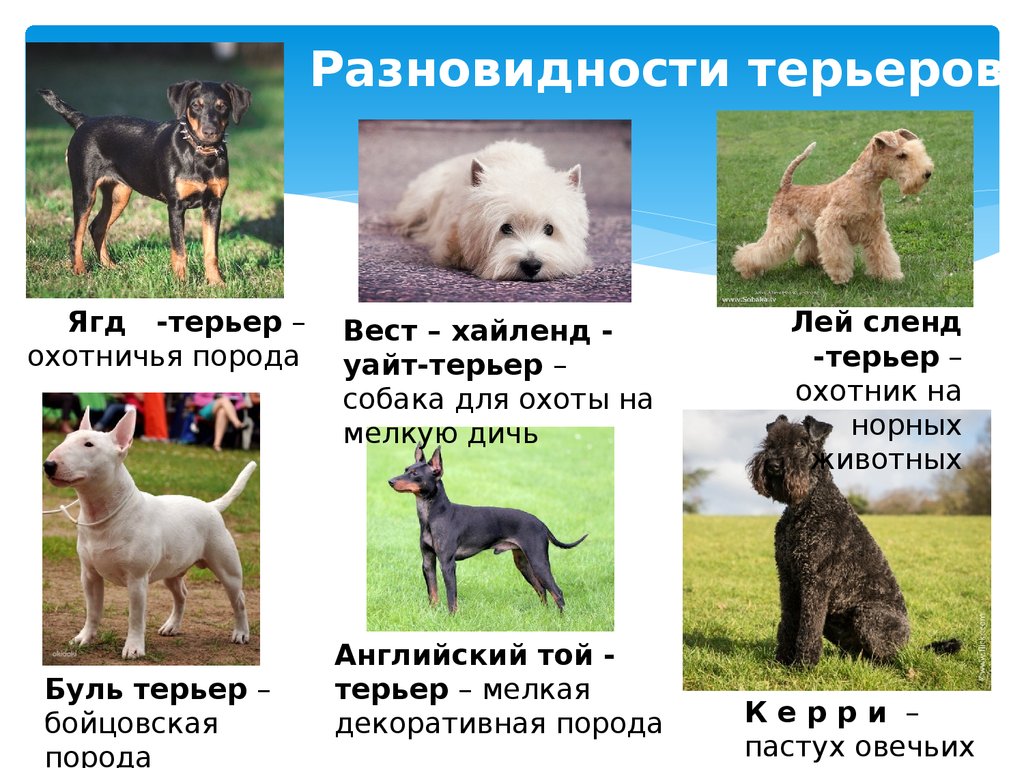 Все породы собак для квартиры: большой обзор (+ фото)
