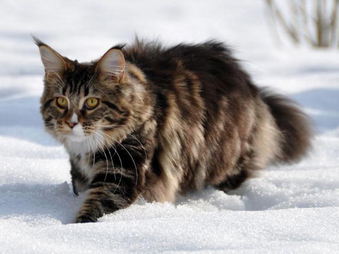 ᐉ мэнкс или мэнская кошка - описание пород котов - ➡ motildazoo.ru