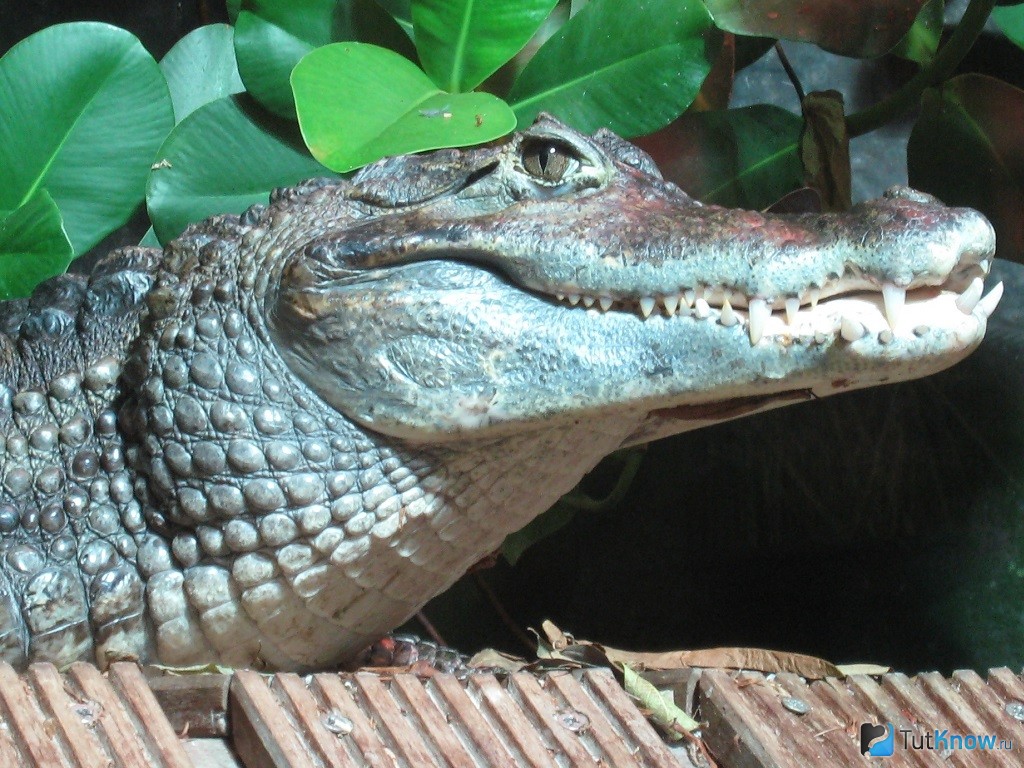 Домашний крокодил. Домашний крокодил Кайман. Крокодиловый Кайман из Америки (Caiman crocodilus). Кайман крокодиловый CB (С). Крокодиловый Кайман содержание.