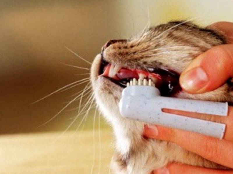 Нужно ли чистить зубы котам и кошкам? как правильно и часто чистить зубы коту и кошке в домашних условиях: советы. какой зубной пастой и щеткой почистить зубы кошке? как приучить котенка чистить зубы? какие косточки давать кошкам для чистки зубов?