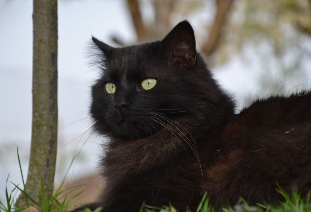 Шантильи-тиффани: все о кошке, фото, описание породы, характер, цена