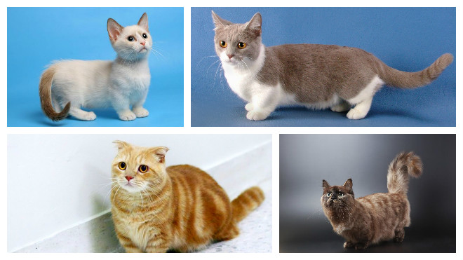 Кошки с короткими лапами: породы