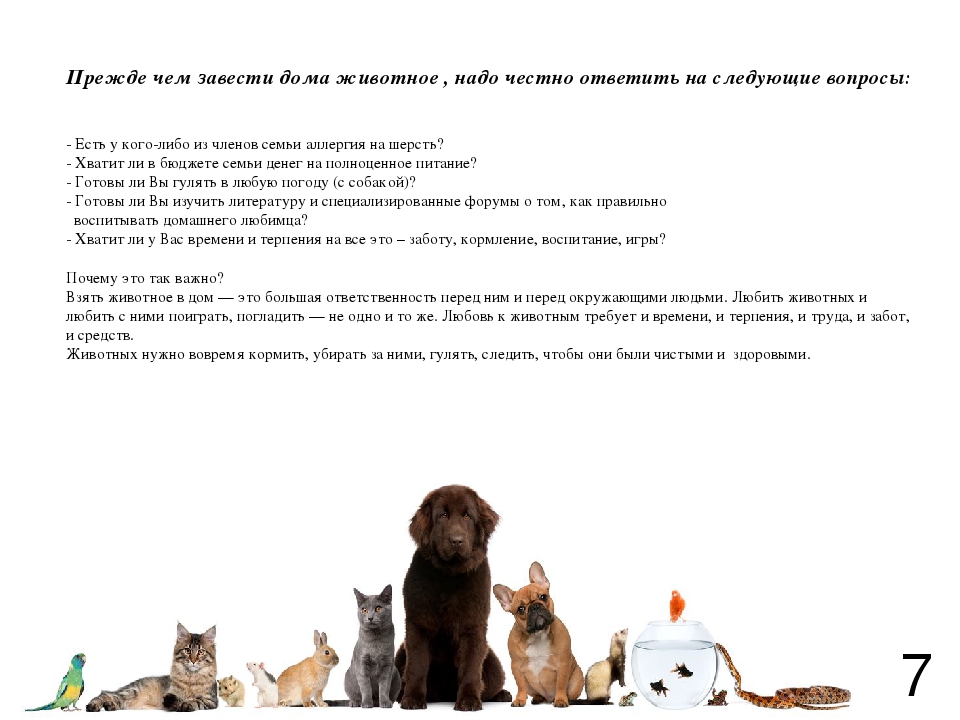 Кошка в доме: как она влияет на воспитание ребёнка?