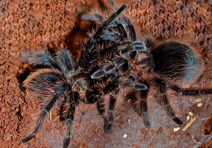 Паук тарантул: как выглядит, ядовитый или нет и где обитает?