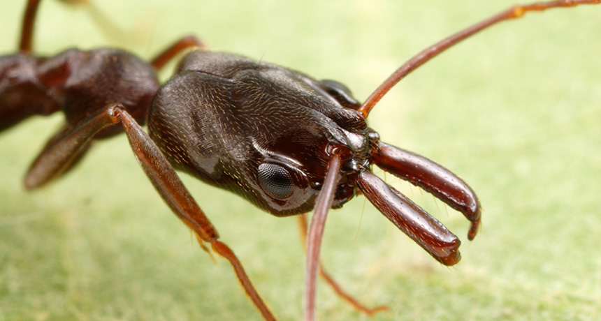 Род crematogaster — муравьи-валентинки
