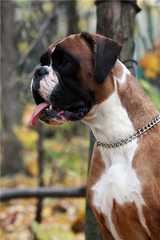 Немецкий боксер (110 фото): все о собаке, особенности породы, характер, размеры, содержание и уход