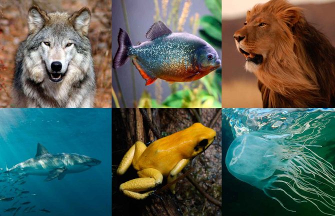 20 самых смертельно опасных животных в мире
