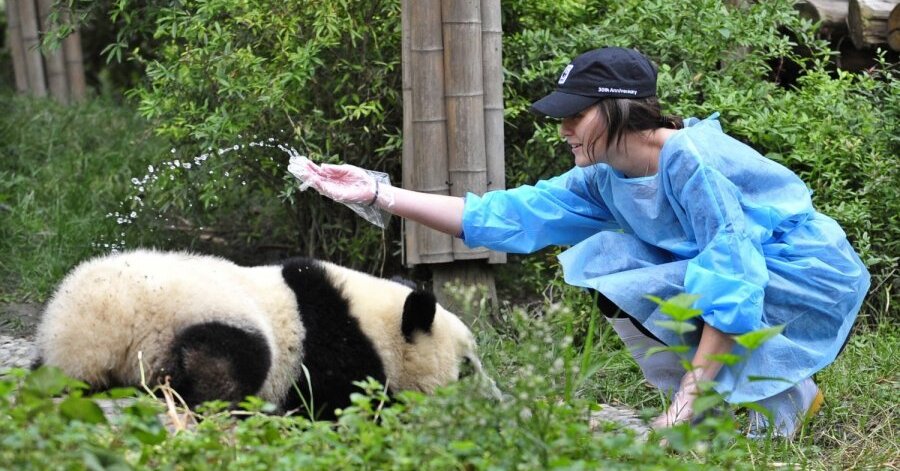 Панда - описание, семейство, где обитает, чем питается, сколько весит
