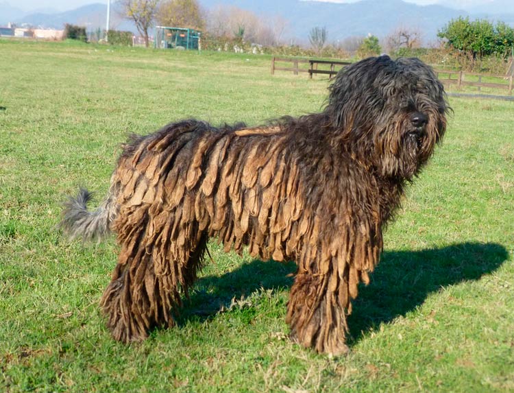Собака в дредах — бергамская овчарка