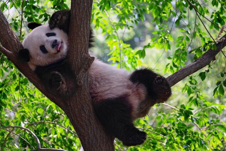 В какой стране живут панды, где они обитают?