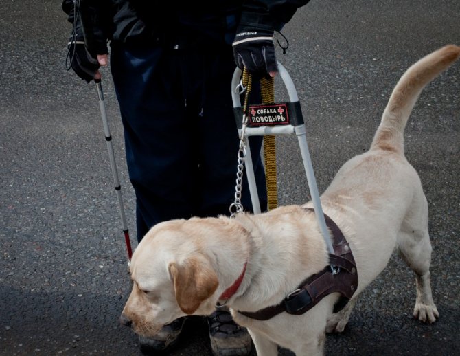 Собаки-поводыри для слепых — обзор лучших пород с фото