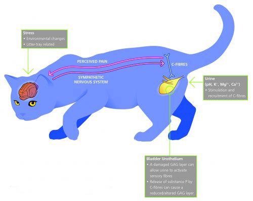 Заболевания мочеполовой системы у кошек