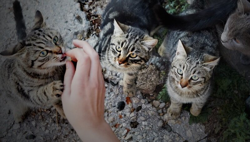 Как приручить кота? как приучить взрослую кошку к рукам? приручение дикого котенка с улицы