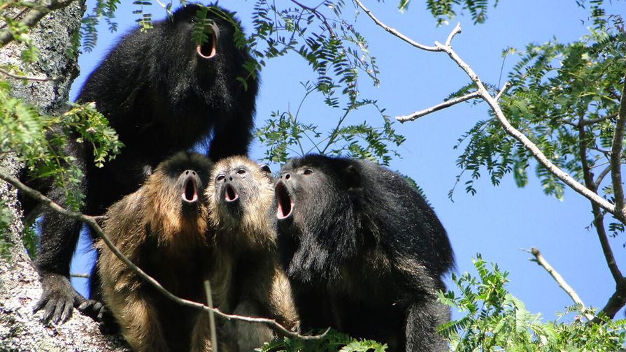 Обезьяна ревун. колумбийский и горомкоголосый примат