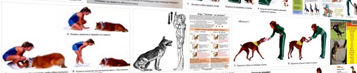 Подробная пошаговая инструкция по обучению собаки команде «голос»