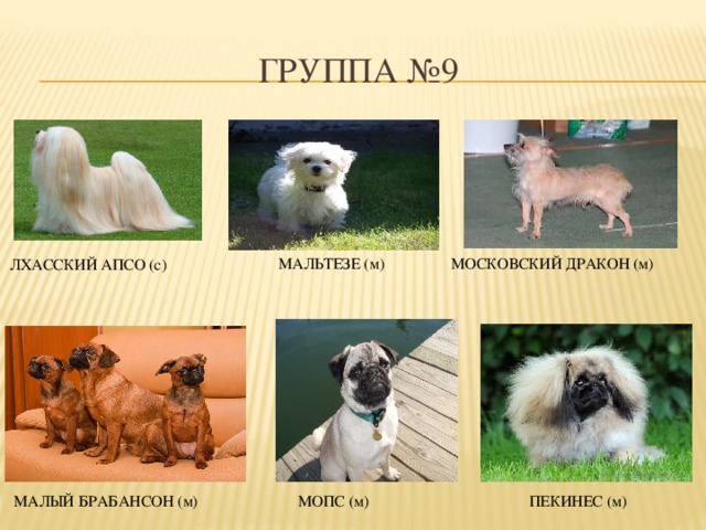 Московские драконы порода собак