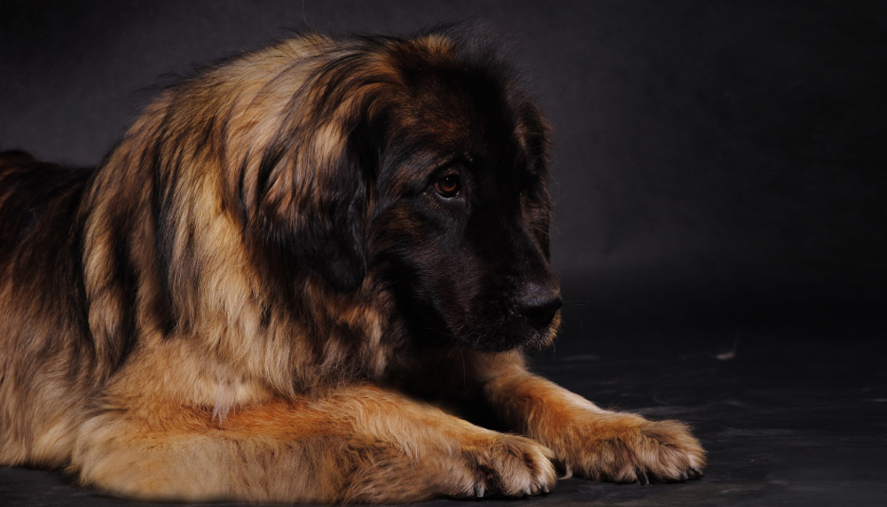 Леонбергер: фото и описание породы собак, характер леонбергера, история породы и специализация