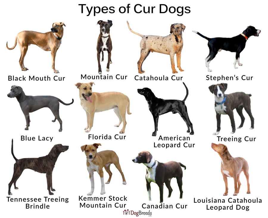Таблица идеального веса собак по породам и размерам