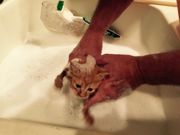 Надо ли мыть кошку, как часто и каким средством, как помыть котенка