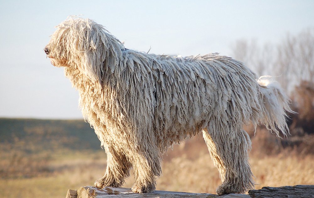 Комондор (венгерская овчарка) описание породы собак, характеристики, внешний вид, история