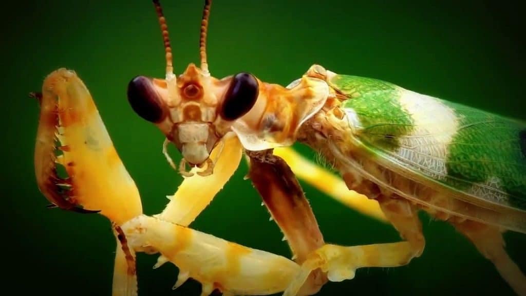 Интересные факты о насекомом богомоле: умеет ли летать | интересный сайт