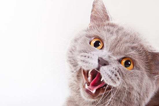 Могут ли кошки дышать ртом?