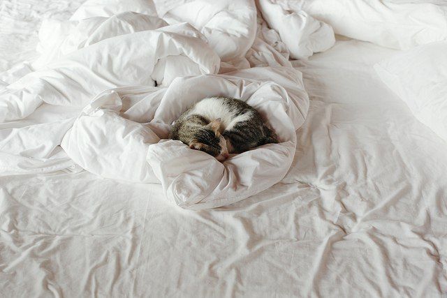 Кошка гадит на постель хозяев — что делать и как отучить правильно