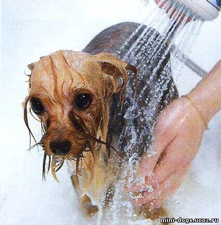 Выбираем лучший шампунь для собак, особенности мытья