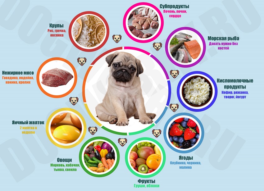 Рацион натурального питания для собак мелких пород