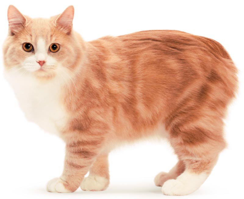 Кимрик: описание породы кошки, фото, характер, уход