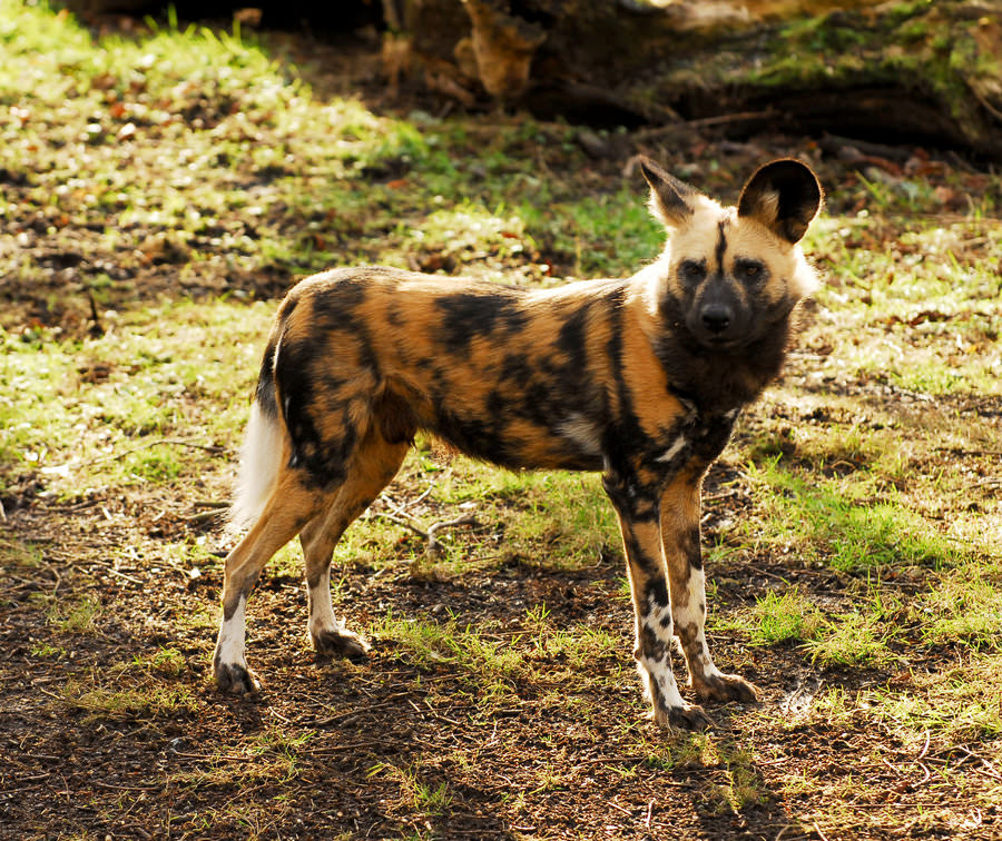 Гиеновидные собаки: описание, характер, ареал обитания