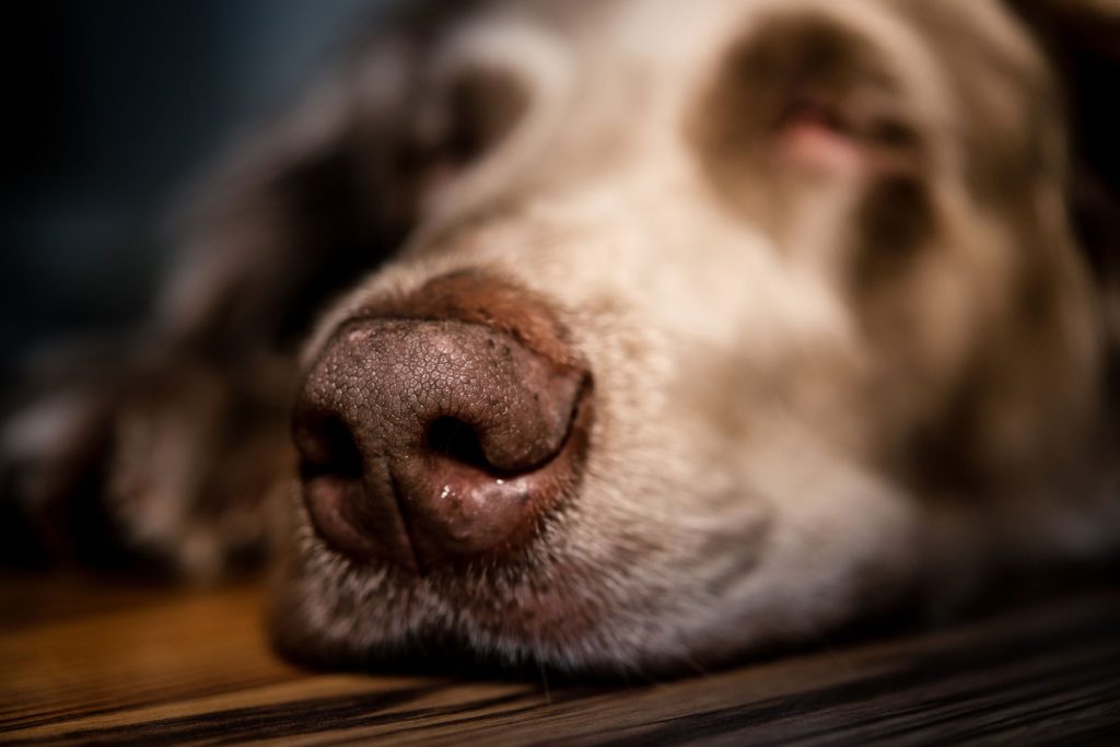Как лечить насморк у собаки, что делать в домашних условиях