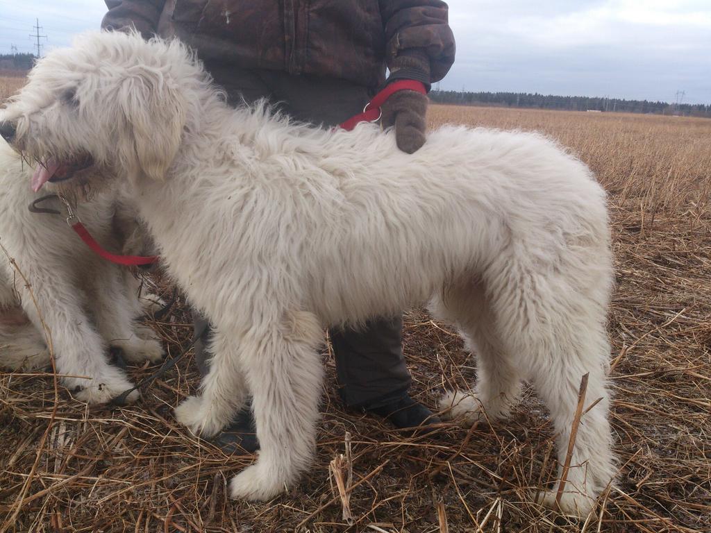 Южнорусская овчарка: содержание дома, фото, купить, видео, цена