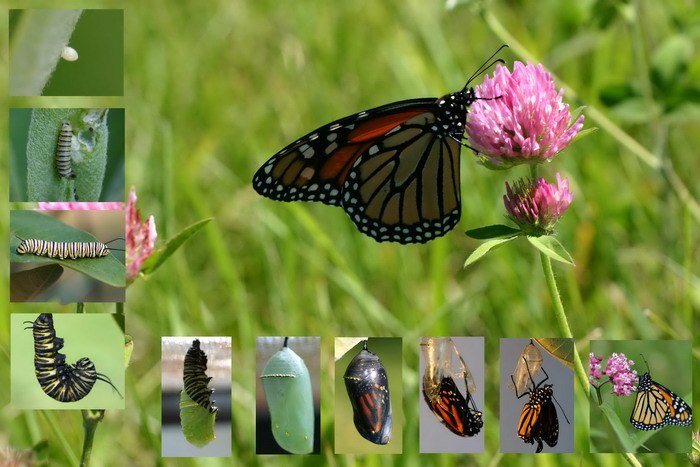 Сколько живут бабочки: продолжительность жизни всех циклов