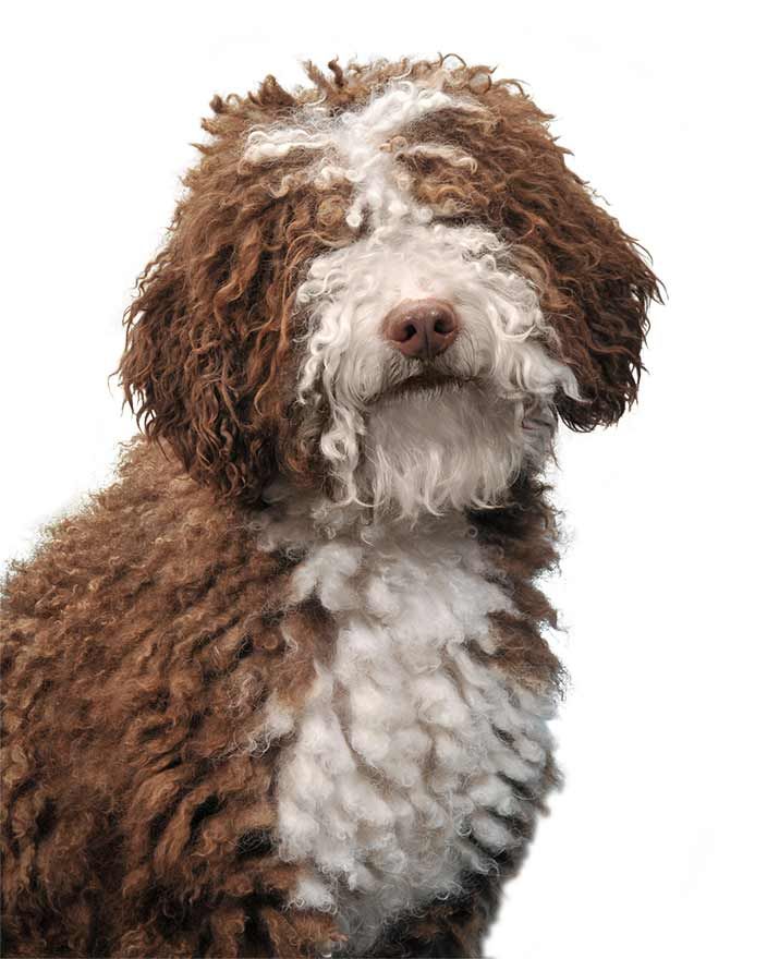 Испанская водяная собака: описание, характер и содержание породы