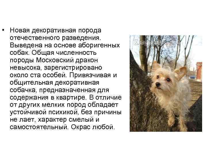 Московская сторожевая собака. описание, особенности, уход и цена породы | живность.ру