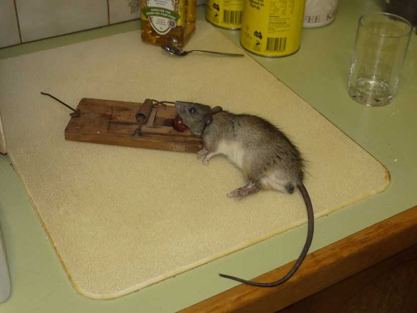 Как поймать крысу в домашних условиях без крысоловки, чем выманить?