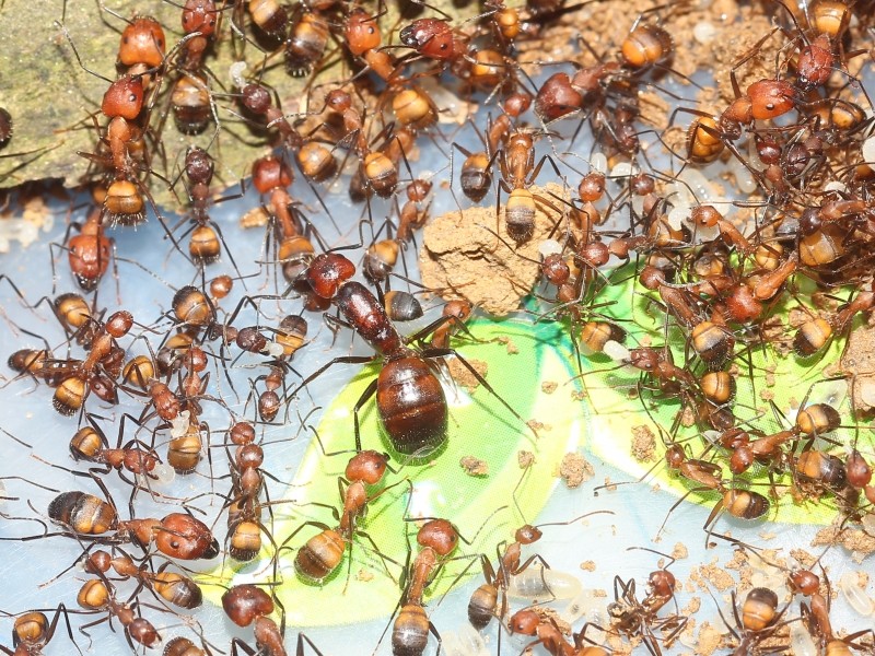 Camponotus nicobarensis - от чистого истока | клуб любителей муравьев