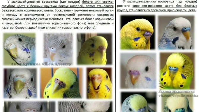 Как ухаживать за волнистым попугаем (с иллюстрациями)