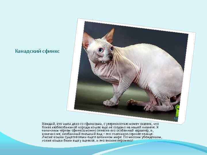 Порода кошек канадский сфинкс: 115 фото, особенности характера и необходимая кошке забота