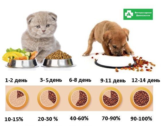 Переводи собаку. Схема перехода на сухой корм. Перевести щенка на сухой корм. Переводим кота на сухой корм. Переводим собаку с натурального кормления на сухой корм.