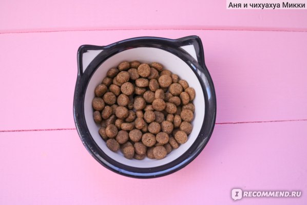Размоченный корм для собаки — сайт эксперта по животным — howmeow